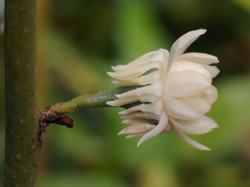 Eupomatia laurina. Close-up.