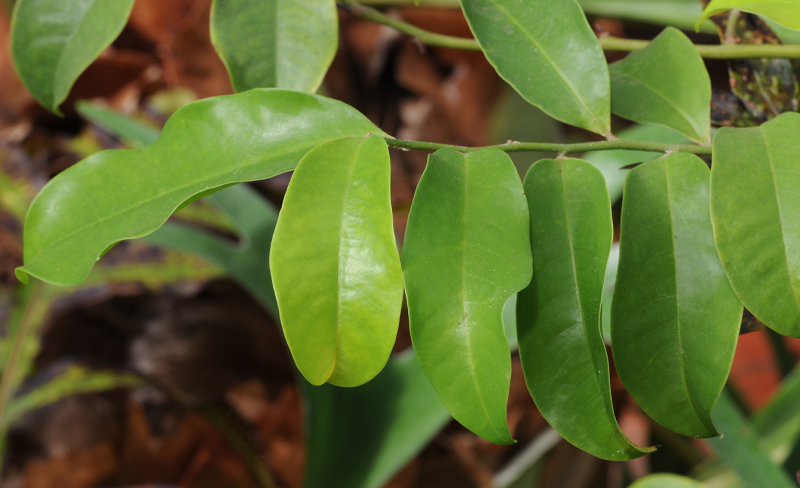 Eupomatia laurina. Foliage.