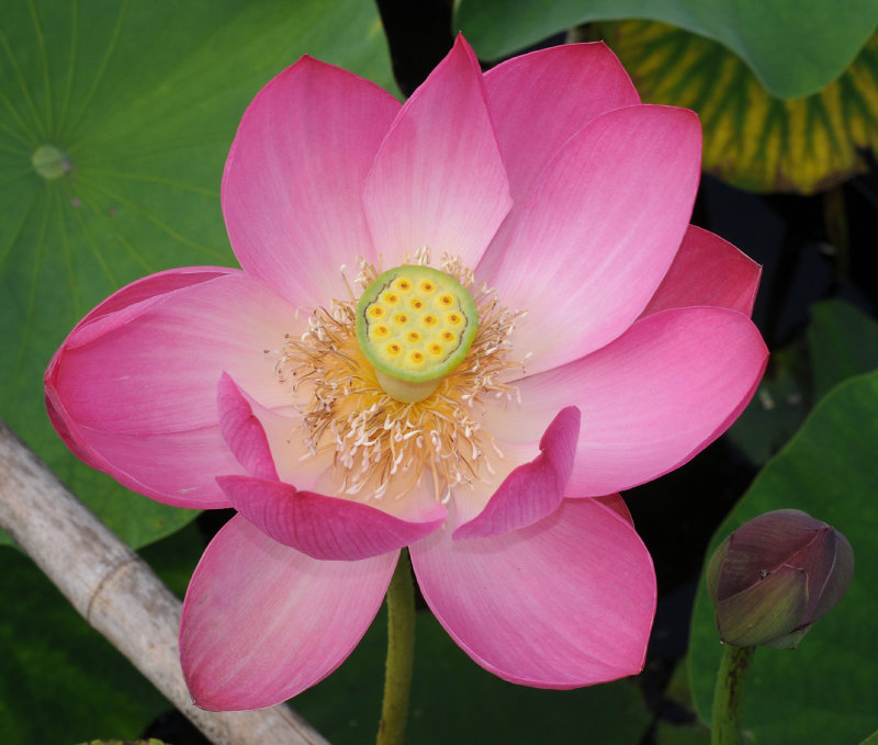 Nelumbo nucifera. Closer.
