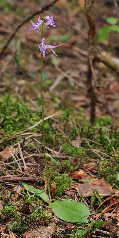 Ponerorchis cucculata