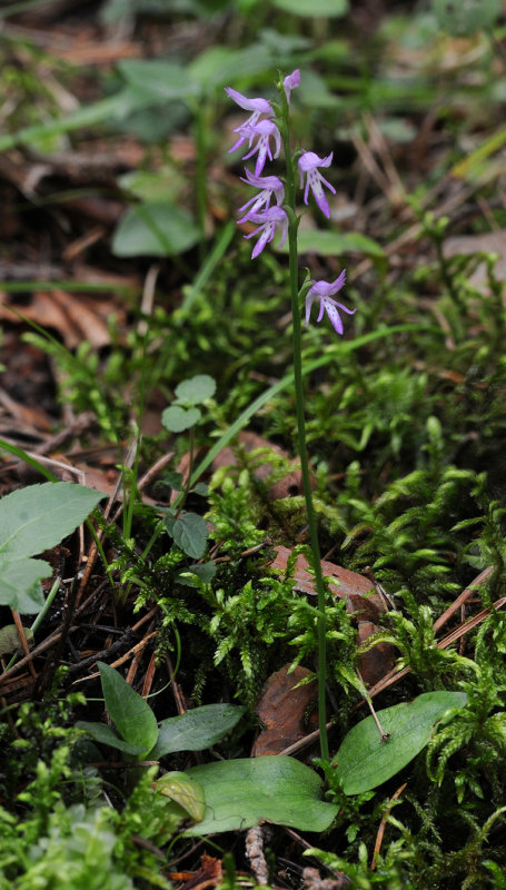 Ponerorchis cucculata