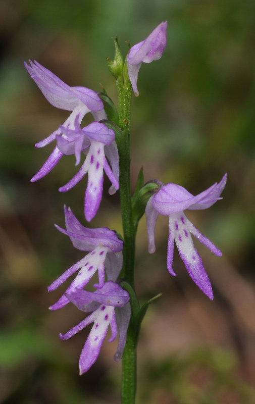 Ponerorchis cucculata. Closer.