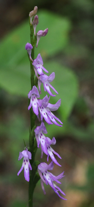 Ponerorchis cucculata. Closer.