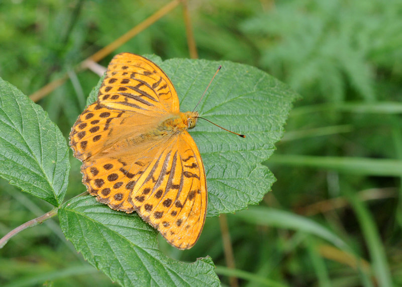 Argynnis paphia male.jpg
