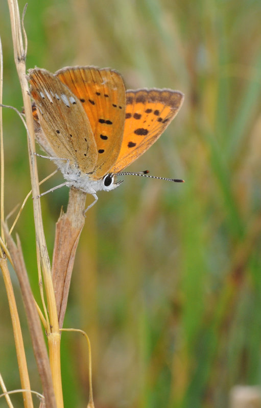 Lycaena virgaureae. Female.2.jpg