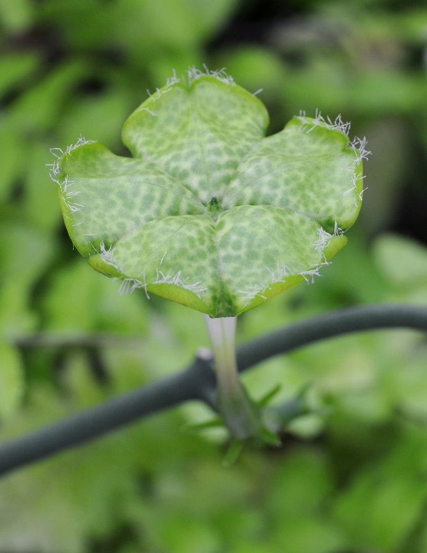 ceropegia sandersonii. From above.