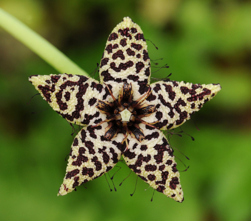 Orbea albocastanea. Close-up.jpg