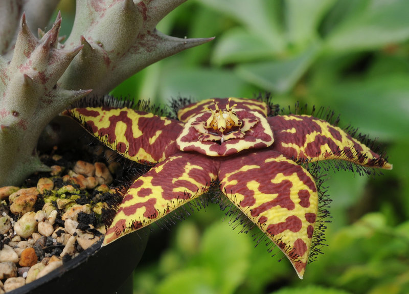 Orbea halipedicola.jpg