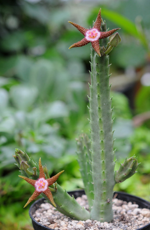 Stapelia flavopurpurea 4.jpg