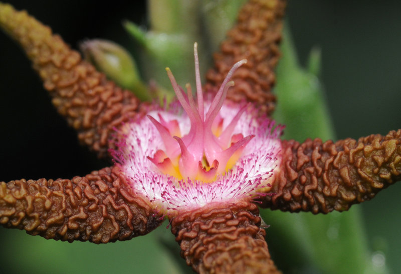 Stapelia flavopurpurea 4. Close-up.3.jpg