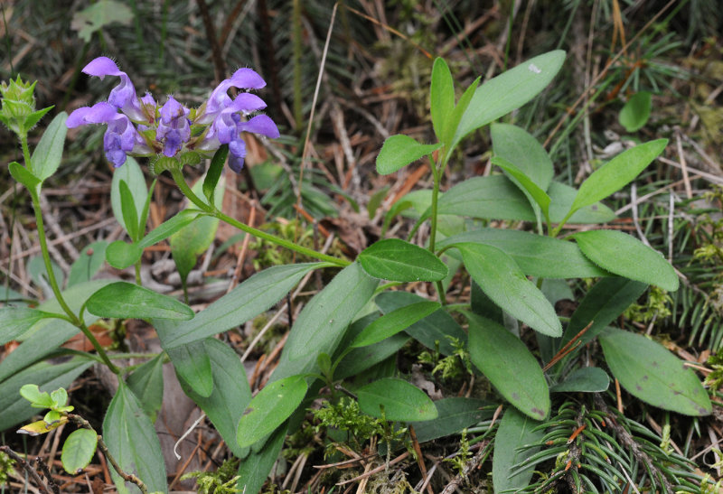 Prunella grandiflora.jpg