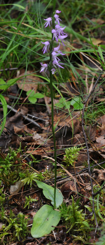 Ponerorchis cucculata