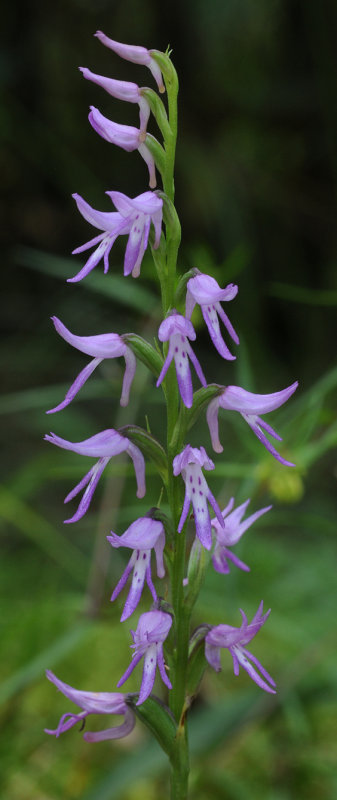 Ponerorchis cucculata. Closer.