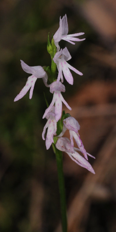 Ponerorchis cucculata. Pale form closer.