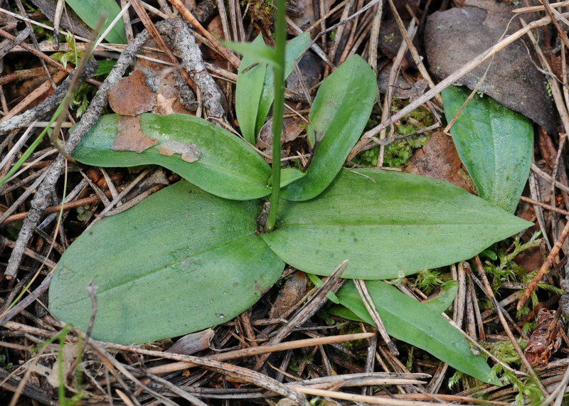 Ponerorchis cucculata. Foliage.