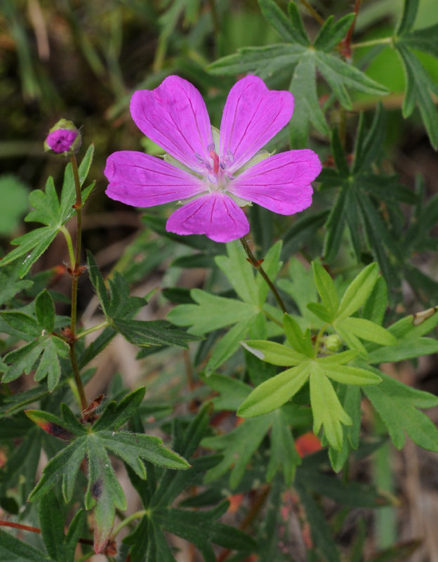 Geranium sanguineum.jpg