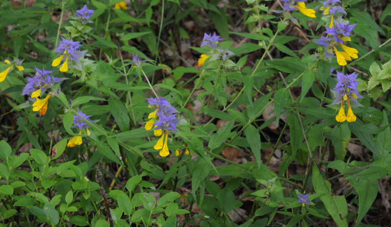 Melampyrum nemorosum.jpg