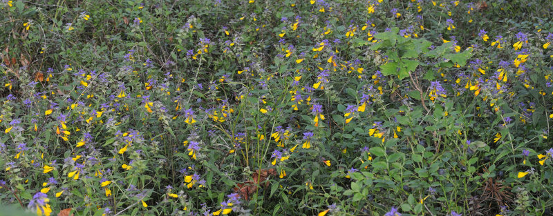 Melampyrum nemorosum.3.jpg
