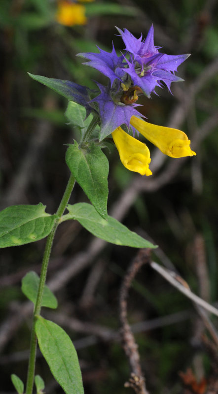 Melampyrum nemorosum.4.jpg