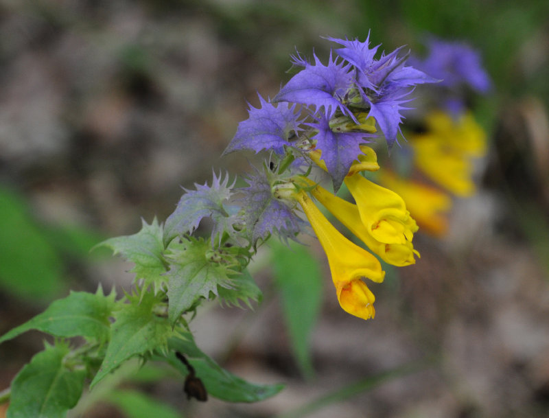 Melampyrum nemorosum. Closer.jpg
