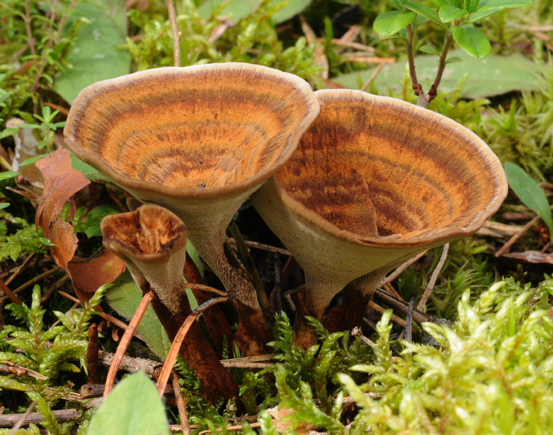 Coltricia perennis