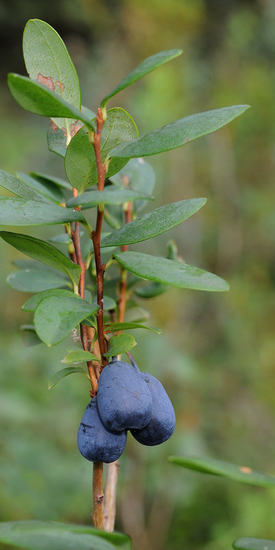 Vaccinium uliginosum.jpg