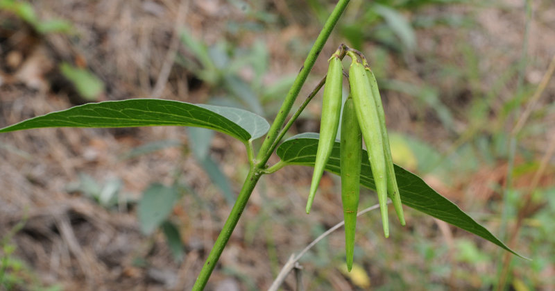 Vincetoxicum hirundinaria. Fruits.jpg