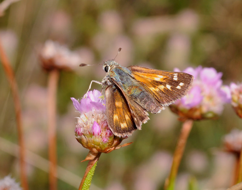 Hesperia comma.2.jpg