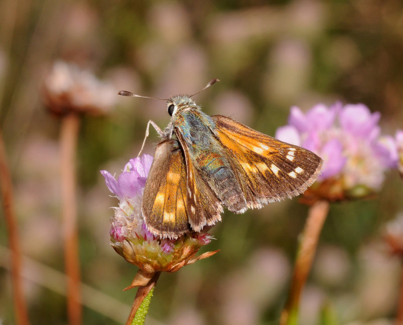 Hesperia comma.jpg