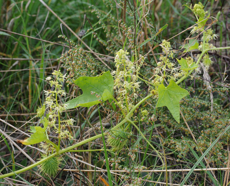 Echinocystis lobata. Closer.jpg