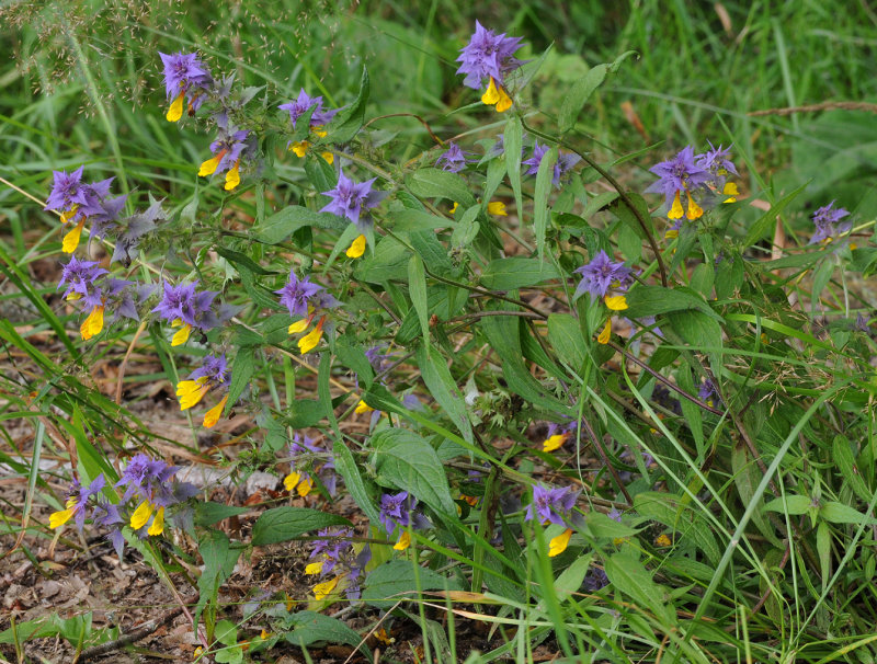 Melampyrum nemorosum.3.jpg