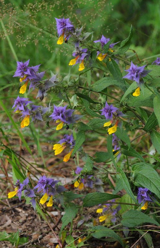 Melampyrum nemorosum. Closer.3.jpg