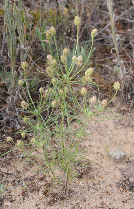 Plantago arenaria.jpg