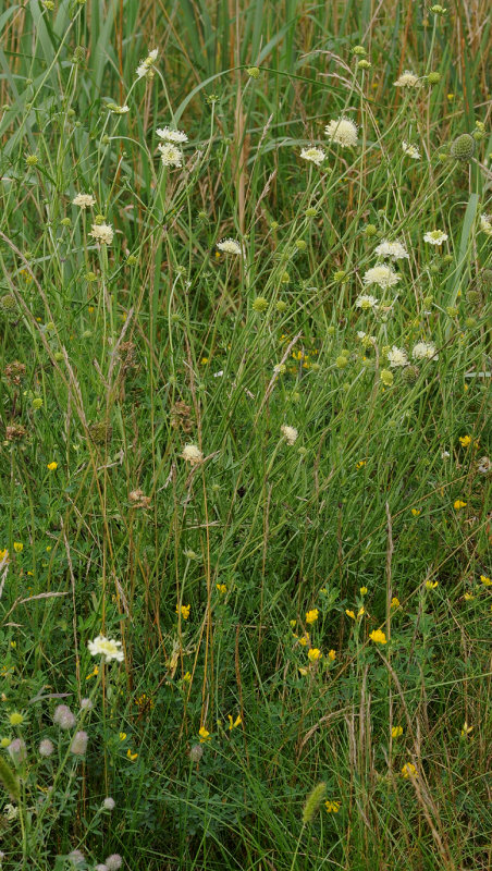 Scabiosa ochroleuca.2.jpg