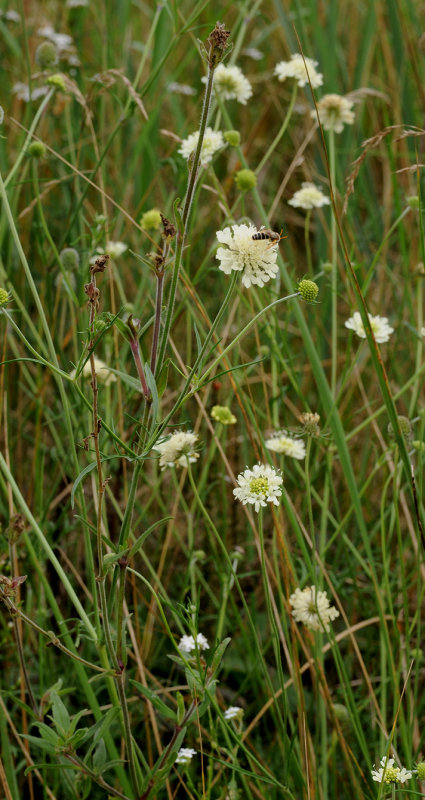 Scabiosa ochroleuca.jpg