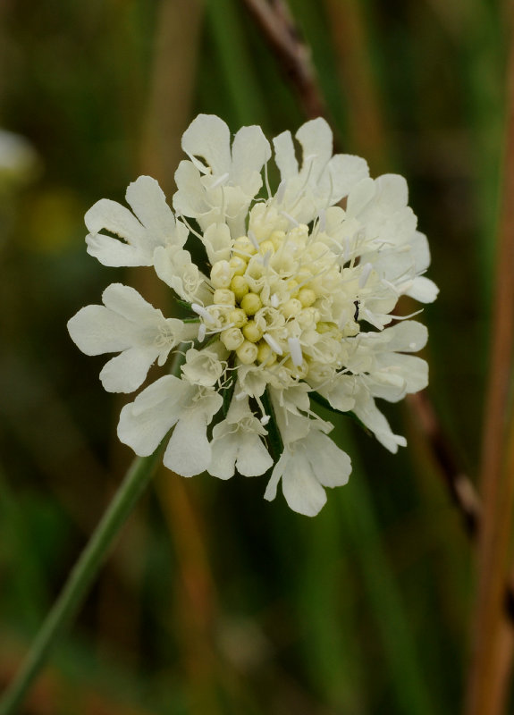 Scabiosa ochroleuca. Close-up.jpg