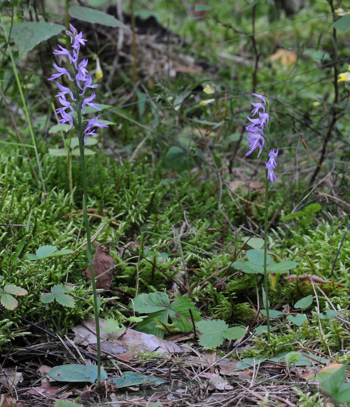 Ponerorchis cucullata