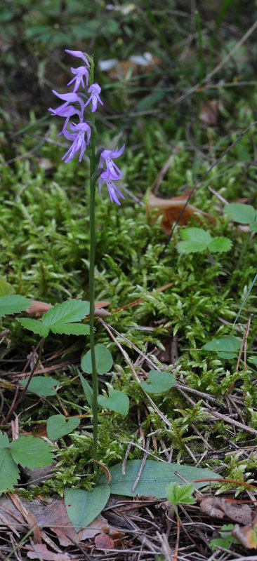 Ponerorchis cucullata