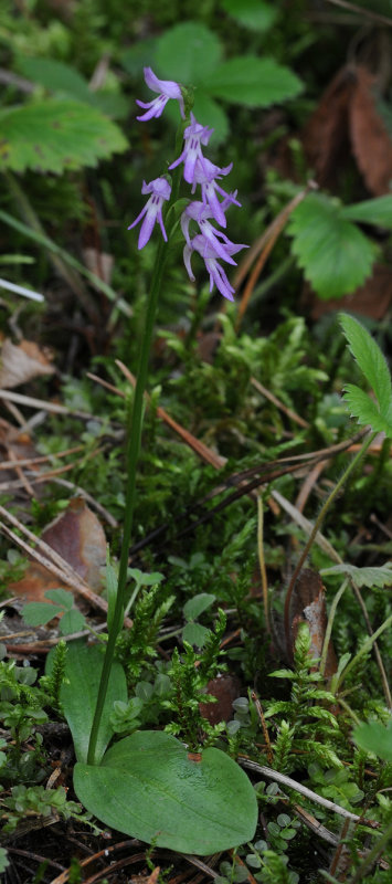 Ponerorchis cucullata