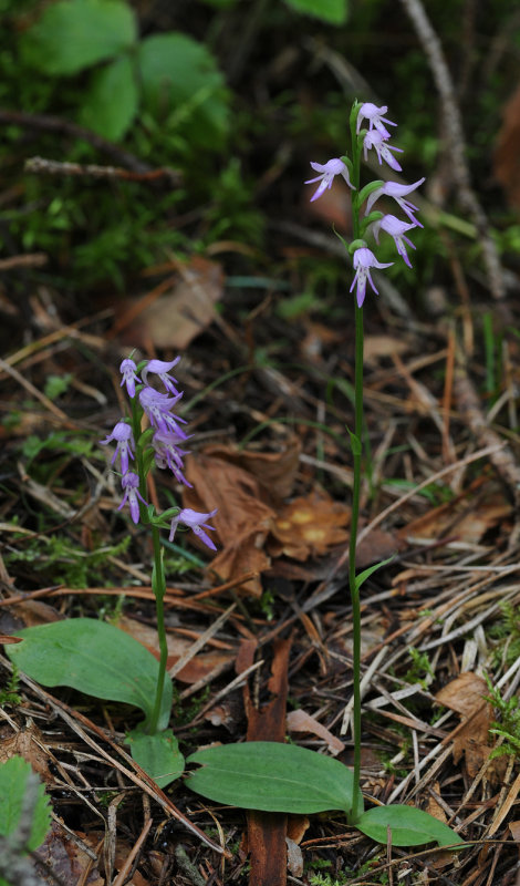 Ponerorchis cucullata