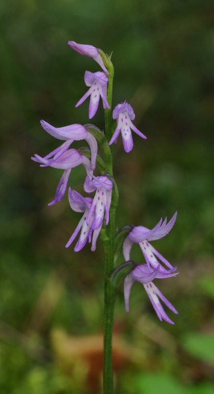 Ponerorchis cucullata. Closer.