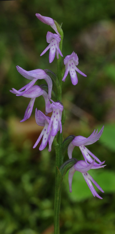 Ponerorchis cucullata. Closer.