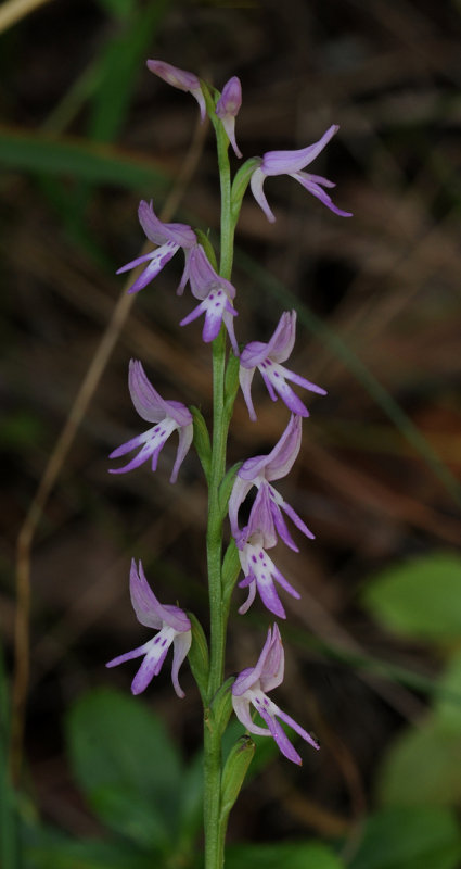 Ponerorchis cucullata. Closer.