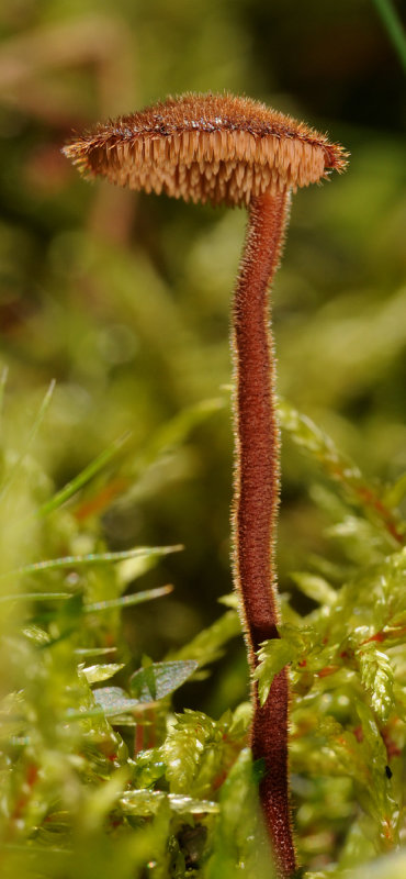 Auriscalpium vulgare