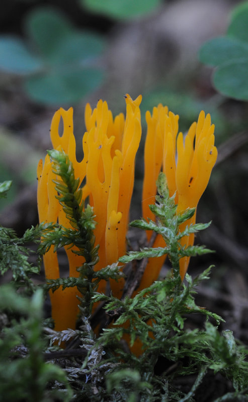 fungi