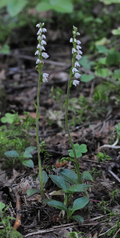 Goodyera repens.2.jpg