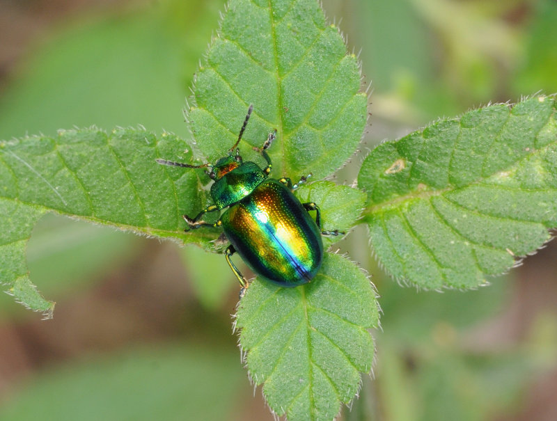 Chrysolina fastuosa.2.jpg