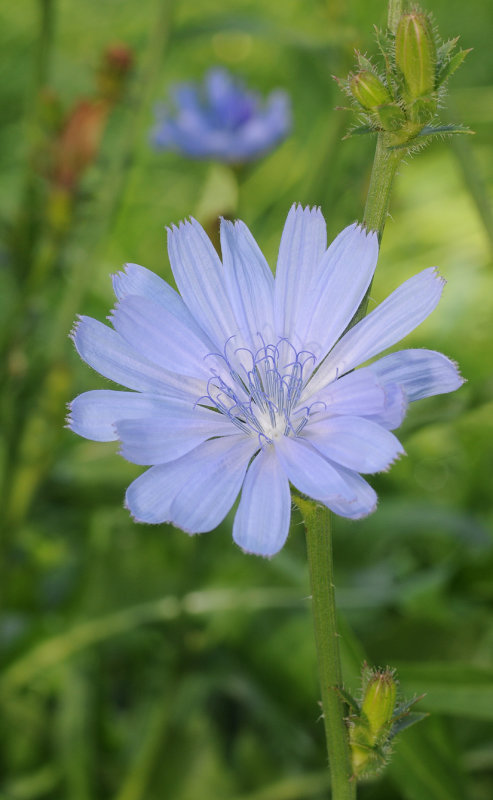 Cichorium intybus.jpg