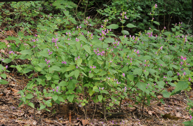 Galeopsis pubescens