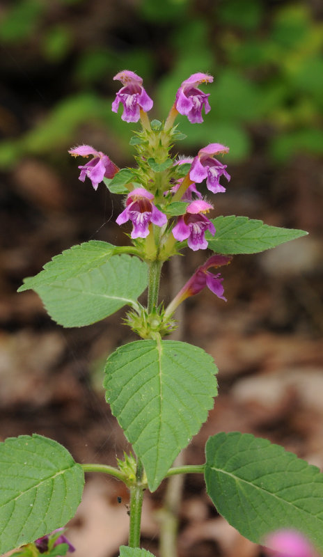 Galeopsis pubescens. Closer.
